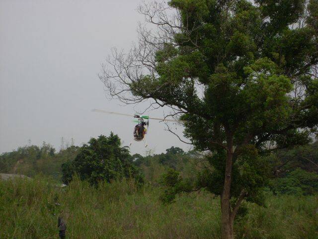 SL377734.JPG