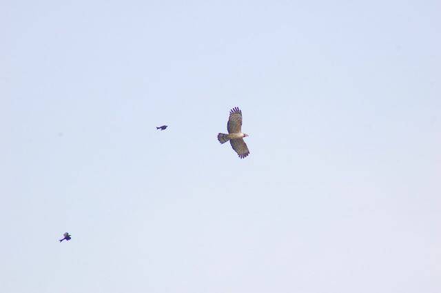 DSC_4045.JPG