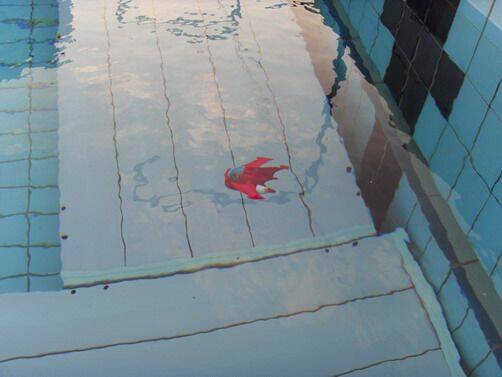 SDC12378.jpg