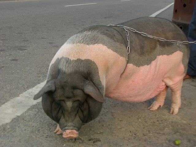 照片飛機 072.jpg