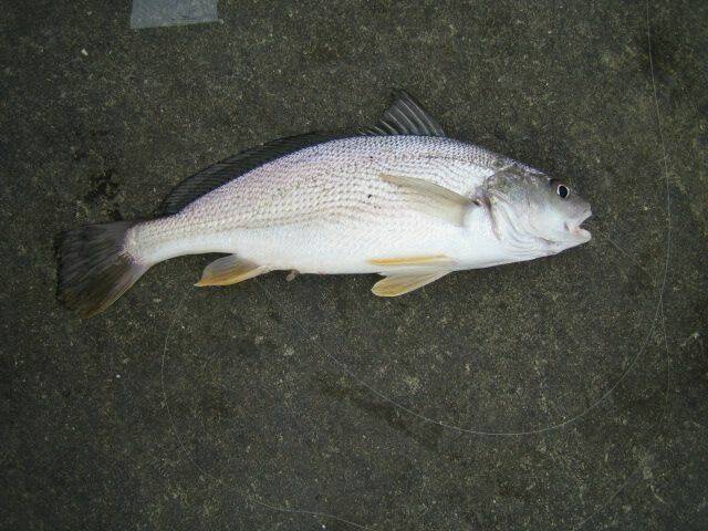 高級魚