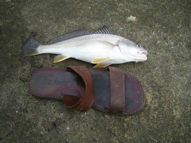 高級魚比大小