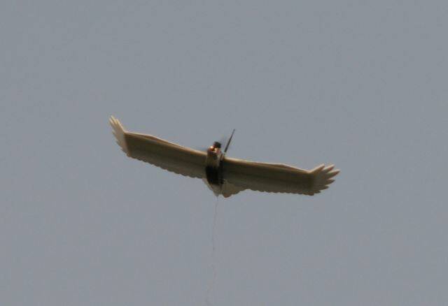 DSC_0808.jpg