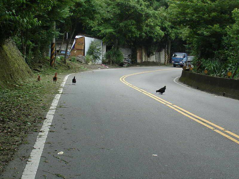 北宜路上沿路都在除草     雞都跑道路上找蚯蚓吃
