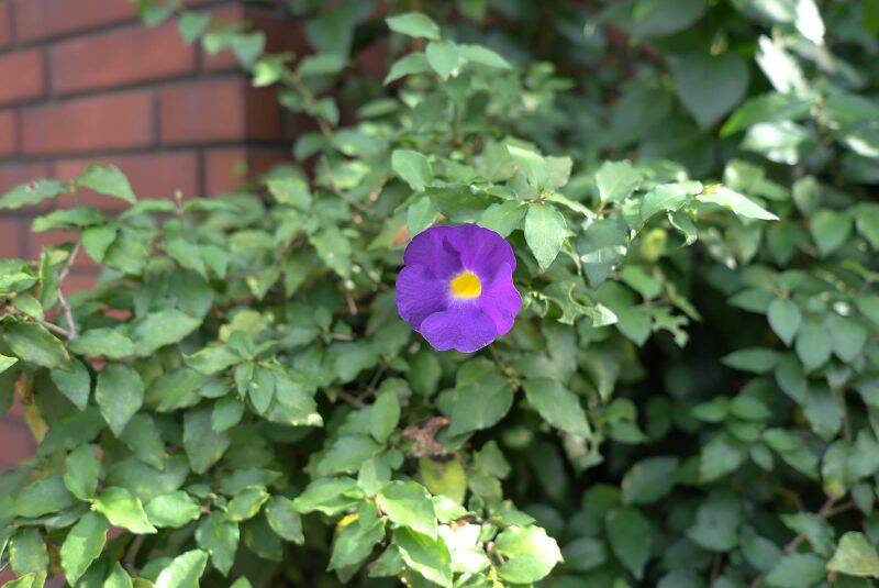 X1青菜拍 168.jpg