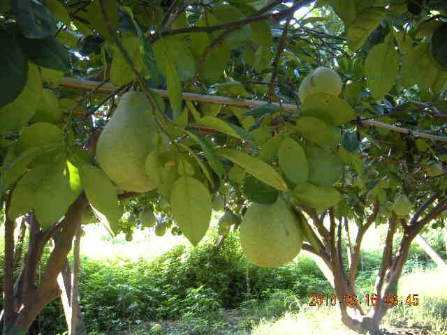 SSCN0239.JPG
