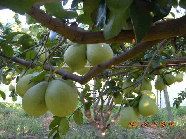 結實纍纍..甜度有10~11度ㄛ