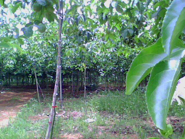 IMG0038A.jpg