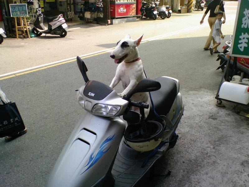 看  沒看過帥狗坐摩托車嗎?