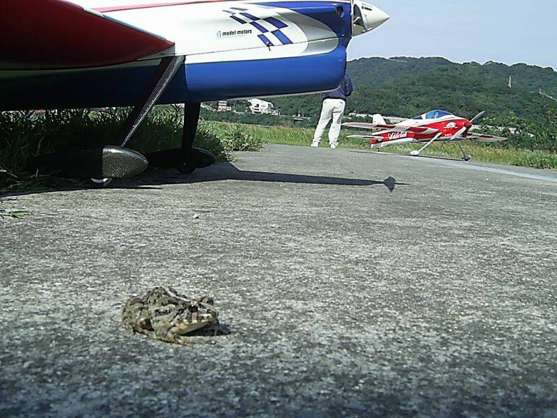 柑園動物真多