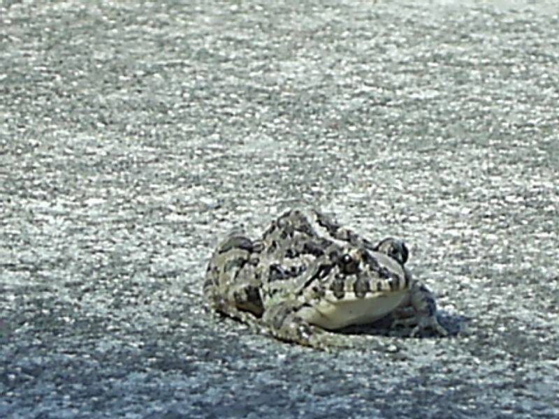 PIC_0075.JPG