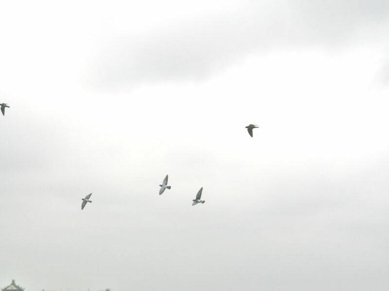 0800鳥群於王功上空飛翔