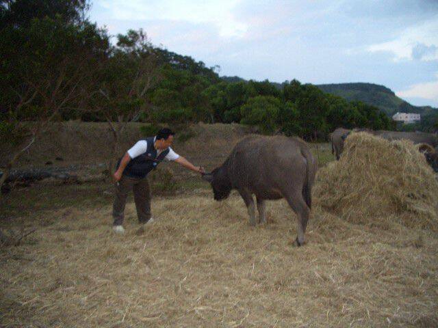 福頓在鬥牛