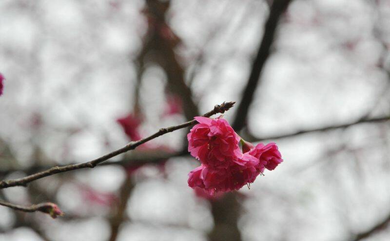 DSC_0118.jpg