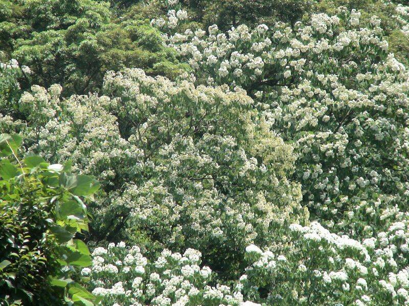 黃色含苞待放的油桐花