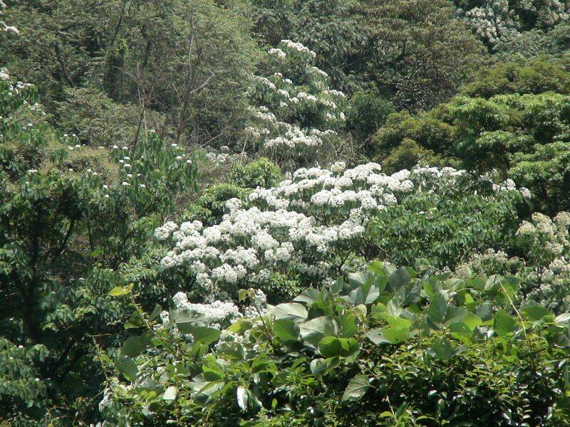 白色盛開的油桐花