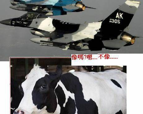 乳牛.JPG