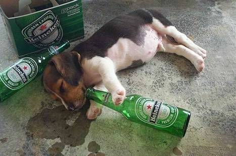 醉生夢死的狗
