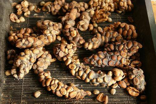 kopi_luwak_1.jpg
