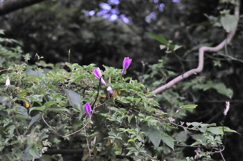 DSC_7389.JPG