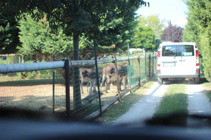 入口有動物園