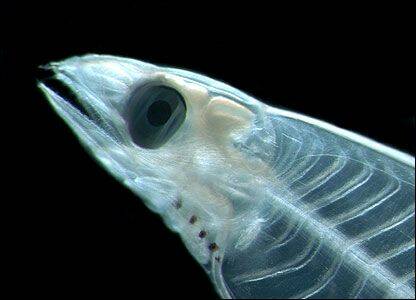 _42339033_g5_leptocephalus_1f_edited.jpg