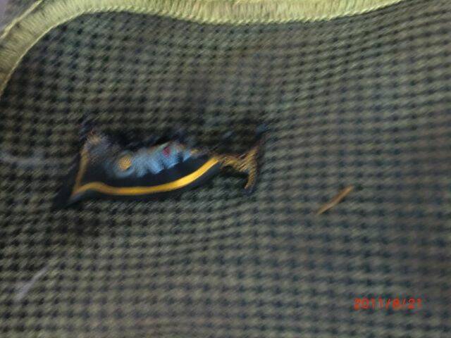 CIMG0458.JPG