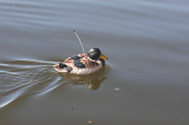 duck 019.jpg