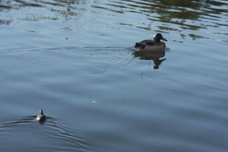 duck 025.jpg