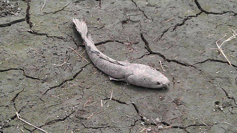 走近一看，哇~這是什麼怪魚啊?長的像土虱，身體卻又有魚麟?