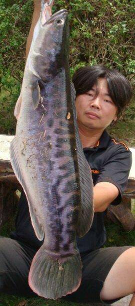 這就是魚虎，粉大一條