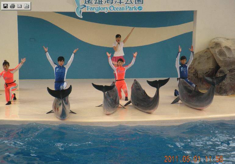 海豚表演