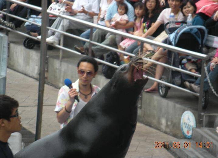 海獅表演