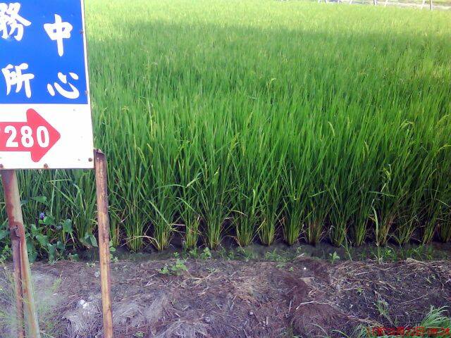 正面田區域