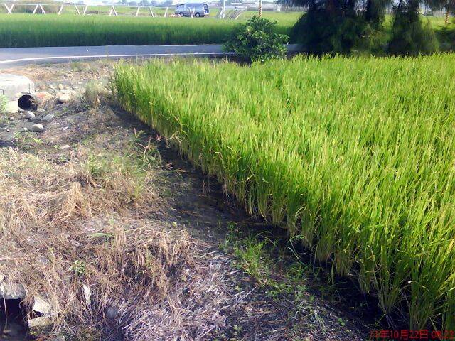 跑道左邊田區域