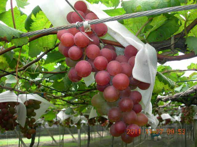 蜜紅葡萄....約12月15日採收