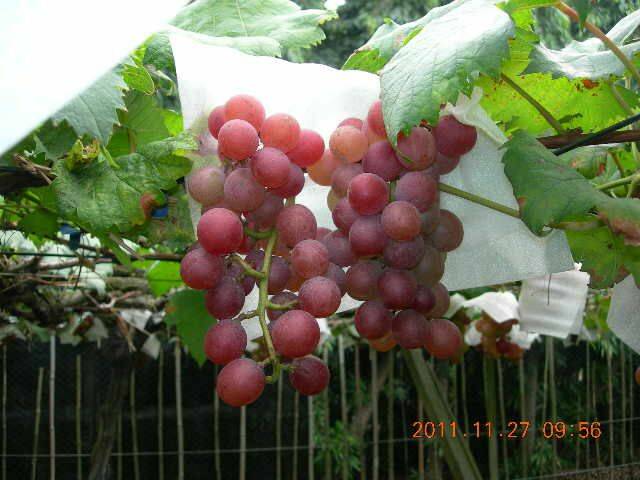蜜紅葡萄....約12月15日採收