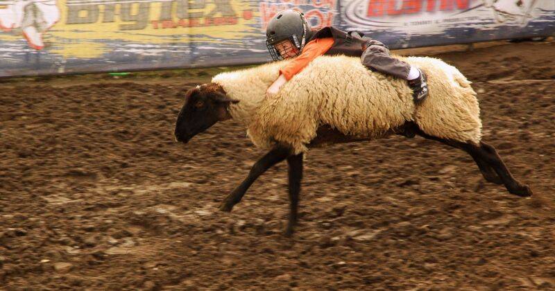 Hold_on_to_the_sheep.jpg