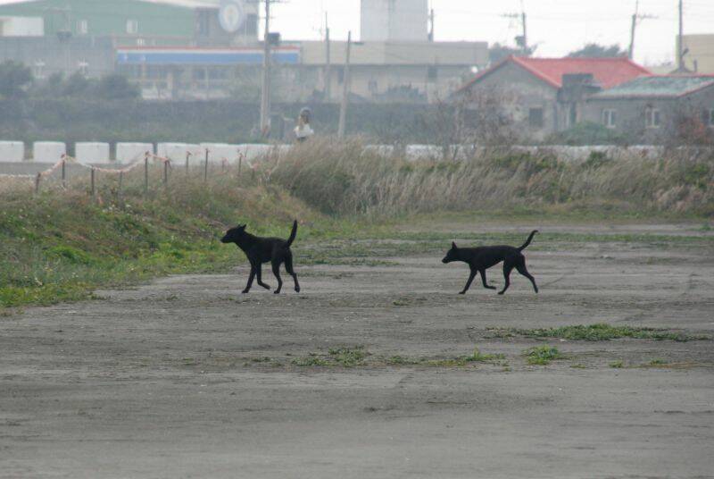 王功基地警衛犬巡邏中