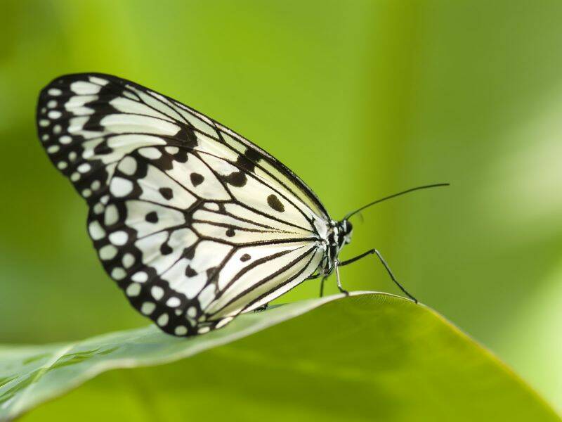 butterfiy_3001.jpg