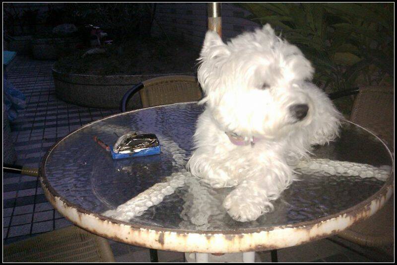 拍照沒注意,電池被小狗當骨頭咬了