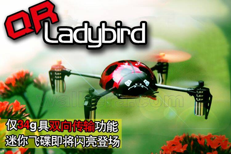 QR%20Ladybird_big.jpg