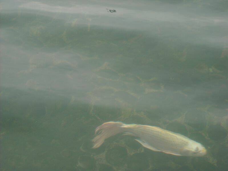 發現魚型潛艦