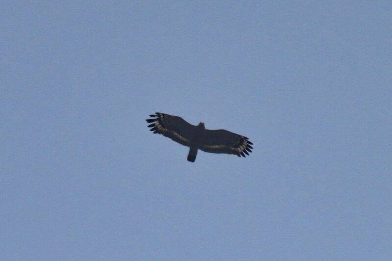 IMG_5244.jpg