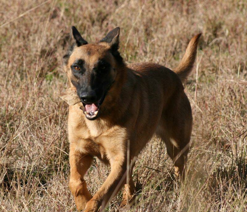 3689_belgian malinois.jpg