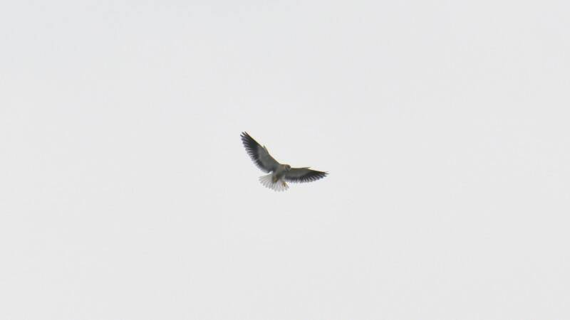 Eagle-1.jpg