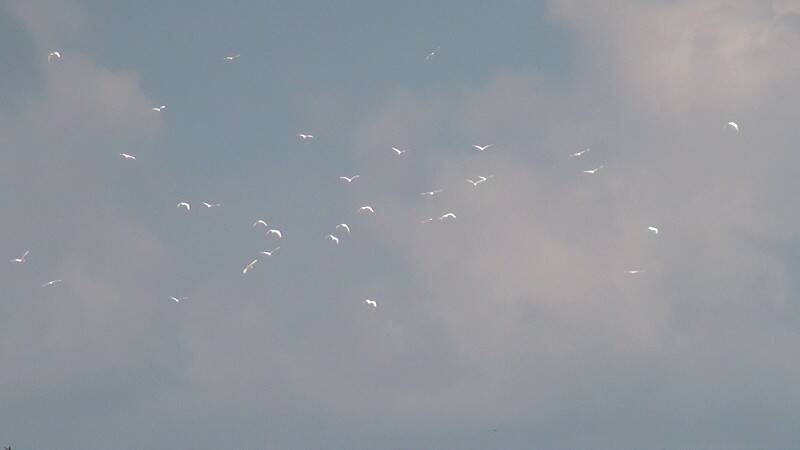DSC03580-800.jpg