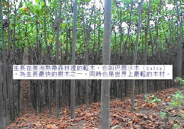 balsa1.jpg
