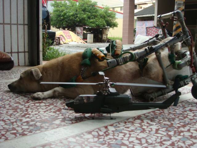 和愛犬合照一張