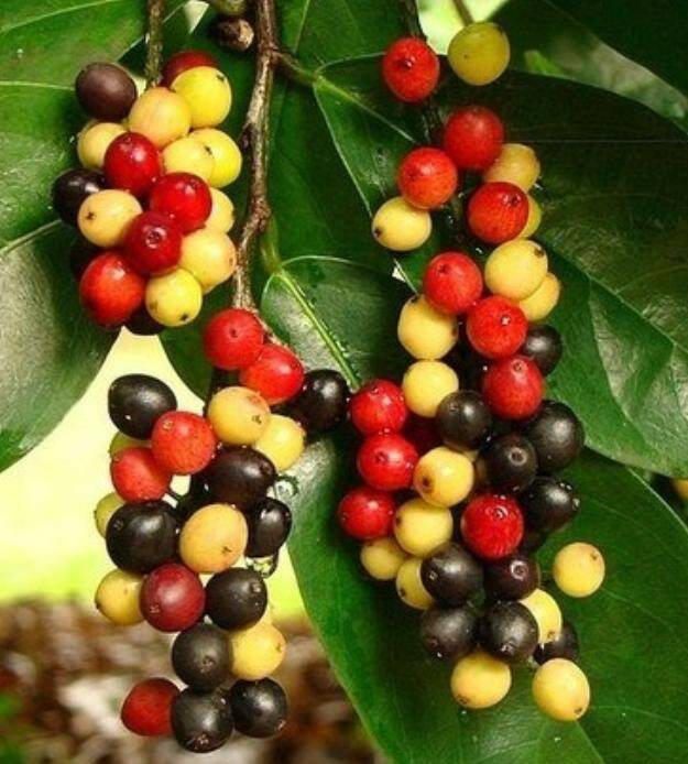 五月茶  這種植物是雌雄異體的。 果實卵形，肉質，紅色，可食。 當未成熟時是白色的，逐漸轉動紅色，然後黑色。 果實 ...